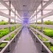 Empty office buildings in the US began to be used as vertical farms